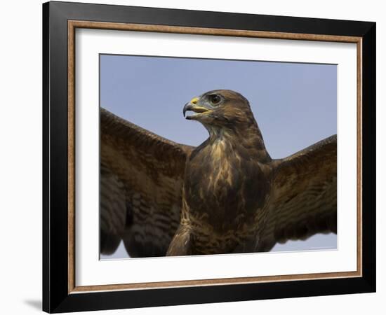 Close-Up of a Buzzard (Buteo Buteo), Captive, Cumbria, England, United Kingdom-Steve & Ann Toon-Framed Photographic Print