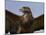 Close-Up of a Buzzard (Buteo Buteo), Captive, Cumbria, England, United Kingdom-Steve & Ann Toon-Mounted Photographic Print