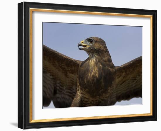 Close-Up of a Buzzard (Buteo Buteo), Captive, Cumbria, England, United Kingdom-Steve & Ann Toon-Framed Photographic Print