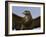 Close-Up of a Buzzard (Buteo Buteo), Captive, Cumbria, England, United Kingdom-Steve & Ann Toon-Framed Photographic Print