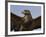 Close-Up of a Buzzard (Buteo Buteo), Captive, Cumbria, England, United Kingdom-Steve & Ann Toon-Framed Photographic Print