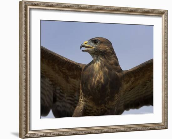 Close-Up of a Buzzard (Buteo Buteo), Captive, Cumbria, England, United Kingdom-Steve & Ann Toon-Framed Photographic Print