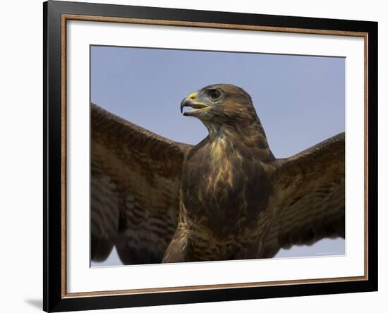 Close-Up of a Buzzard (Buteo Buteo), Captive, Cumbria, England, United Kingdom-Steve & Ann Toon-Framed Photographic Print