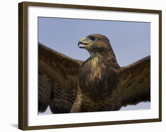 Close-Up of a Buzzard (Buteo Buteo), Captive, Cumbria, England, United Kingdom-Steve & Ann Toon-Framed Photographic Print