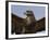 Close-Up of a Buzzard (Buteo Buteo), Captive, Cumbria, England, United Kingdom-Steve & Ann Toon-Framed Photographic Print