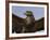 Close-Up of a Buzzard (Buteo Buteo), Captive, Cumbria, England, United Kingdom-Steve & Ann Toon-Framed Photographic Print