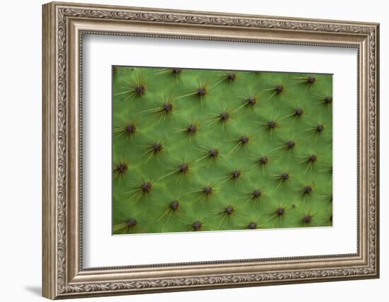 Close up of a cactus, South Plaza Island, Galapagos islands, Ecuador.-Sergio Pitamitz-Framed Photographic Print