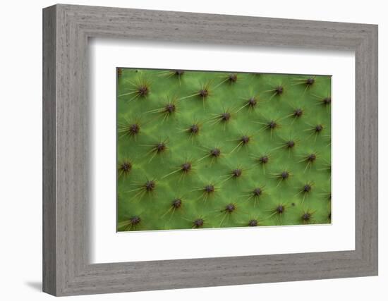 Close up of a cactus, South Plaza Island, Galapagos islands, Ecuador.-Sergio Pitamitz-Framed Photographic Print