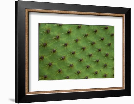 Close up of a cactus, South Plaza Island, Galapagos islands, Ecuador.-Sergio Pitamitz-Framed Photographic Print