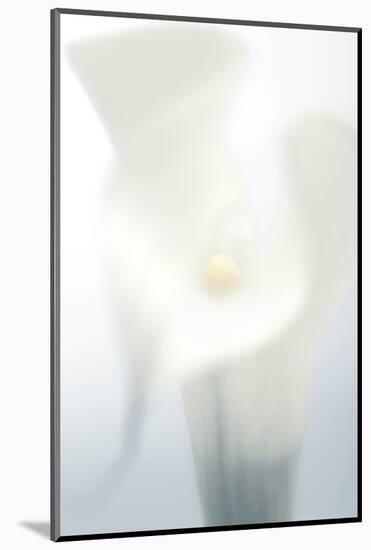 Close-up of a Calla Lily flower-null-Mounted Photographic Print