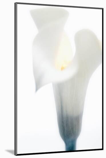 Close-up of a Calla Lily flower-null-Mounted Photographic Print