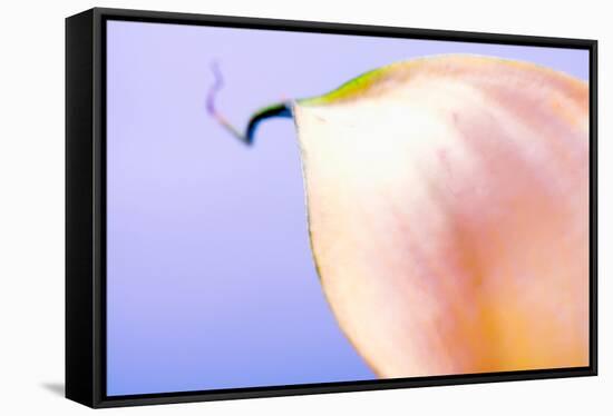 Close-up of a Calla Lily flower-null-Framed Premier Image Canvas