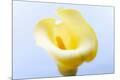 Premium Photographic Print