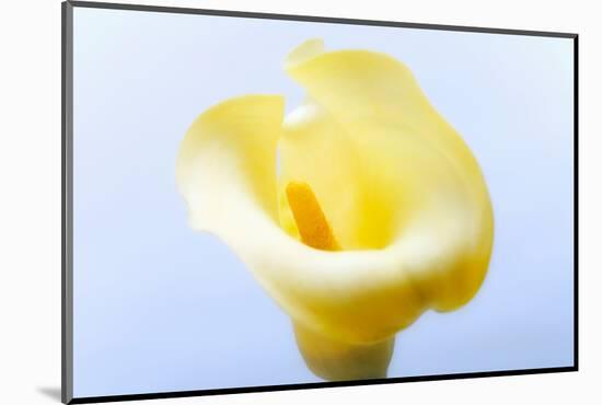 Close-up of a Calla Lily flower-null-Mounted Photographic Print