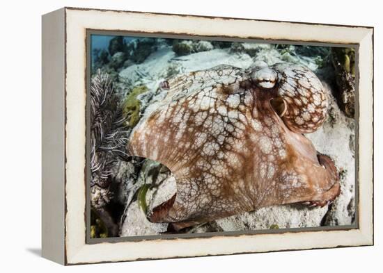 Close-Up of a Caribbean Reef Octopus Off the Coast of Belize-Stocktrek Images-Framed Premier Image Canvas