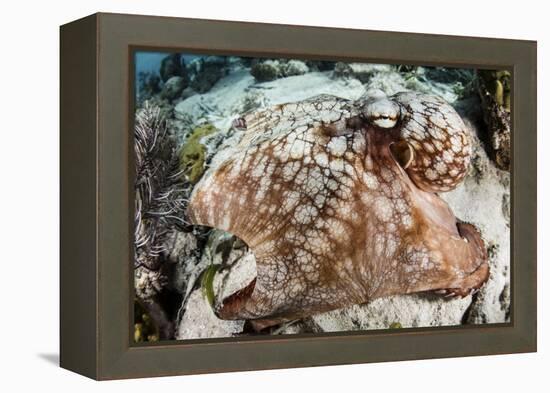 Close-Up of a Caribbean Reef Octopus Off the Coast of Belize-Stocktrek Images-Framed Premier Image Canvas