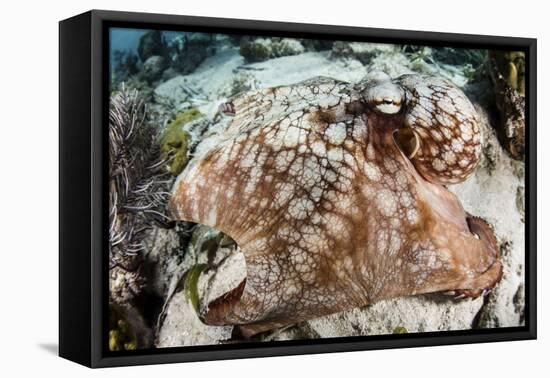 Close-Up of a Caribbean Reef Octopus Off the Coast of Belize-Stocktrek Images-Framed Premier Image Canvas
