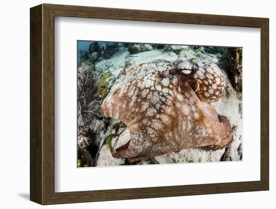Close-Up of a Caribbean Reef Octopus Off the Coast of Belize-Stocktrek Images-Framed Photographic Print