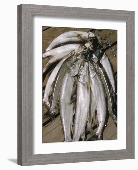 Close-Up of a Catch of Trout-Eliot Elisofon-Framed Photographic Print