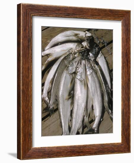 Close-Up of a Catch of Trout-Eliot Elisofon-Framed Photographic Print