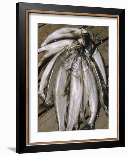 Close-Up of a Catch of Trout-Eliot Elisofon-Framed Photographic Print