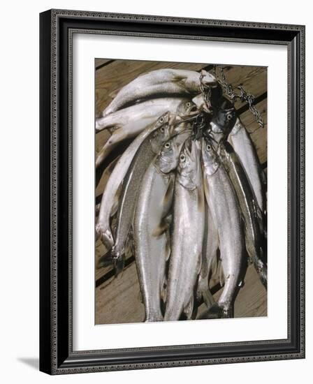 Close-Up of a Catch of Trout-Eliot Elisofon-Framed Photographic Print