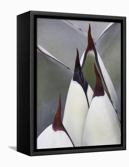 Close-up of a Century Plant with Spike Tips, Agavaceae, Mexico-Dennis Flaherty-Framed Premier Image Canvas