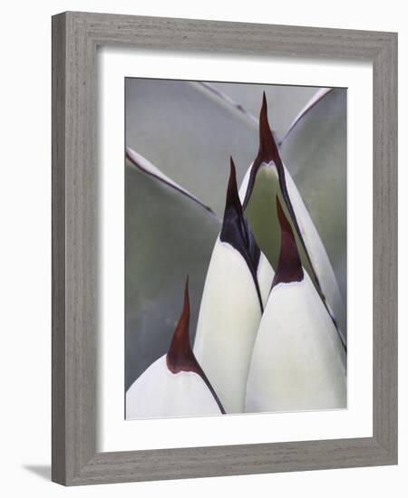 Close-up of a Century Plant with Spike Tips, Agavaceae, Mexico-Dennis Flaherty-Framed Photographic Print