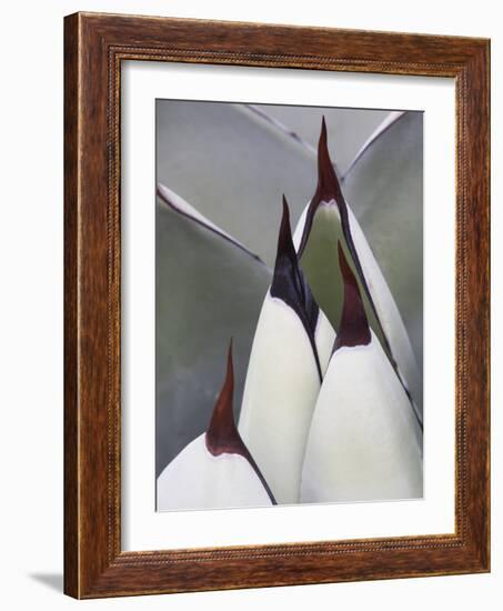 Close-up of a Century Plant with Spike Tips, Agavaceae, Mexico-Dennis Flaherty-Framed Photographic Print