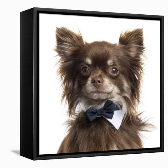 Close Up Of A Chihuahua Wearing A Bow Tie, Isolated On White-Life on White-Framed Premier Image Canvas