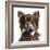 Close Up Of A Chihuahua Wearing A Bow Tie, Isolated On White-Life on White-Framed Photographic Print