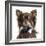 Close Up Of A Chihuahua Wearing A Bow Tie, Isolated On White-Life on White-Framed Photographic Print
