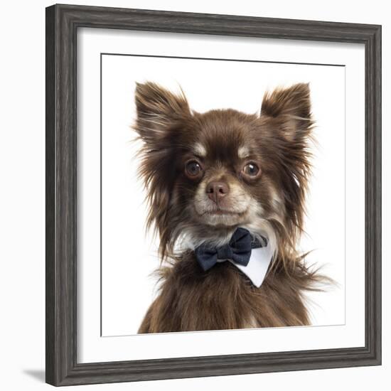 Close Up Of A Chihuahua Wearing A Bow Tie, Isolated On White-Life on White-Framed Photographic Print