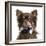 Close Up Of A Chihuahua Wearing A Bow Tie, Isolated On White-Life on White-Framed Photographic Print