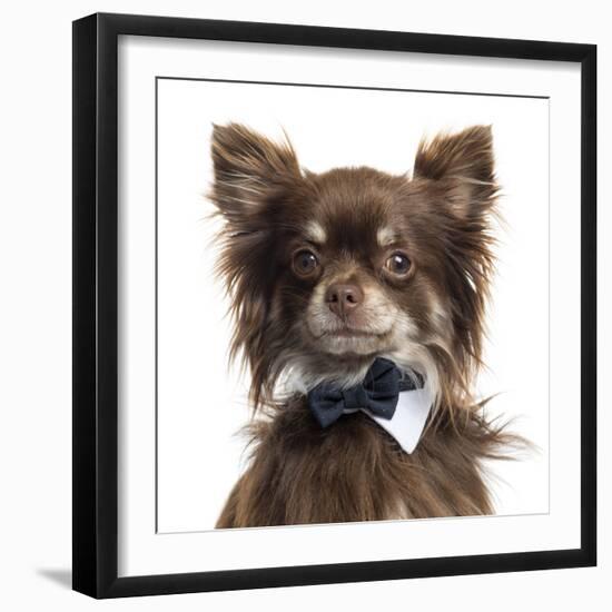 Close Up Of A Chihuahua Wearing A Bow Tie, Isolated On White-Life on White-Framed Photographic Print