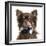 Close Up Of A Chihuahua Wearing A Bow Tie, Isolated On White-Life on White-Framed Photographic Print