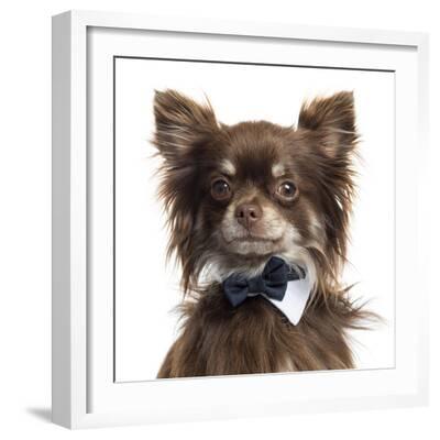 Close Up Of A Chihuahua Wearing A Bow Tie Isolated On White