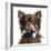 Close Up Of A Chihuahua Wearing A Bow Tie, Isolated On White-Life on White-Framed Photographic Print