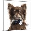 Close Up Of A Chihuahua Wearing A Bow Tie, Isolated On White-Life on White-Mounted Photographic Print