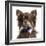 Close Up Of A Chihuahua Wearing A Bow Tie, Isolated On White-Life on White-Framed Photographic Print