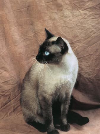 chocolate point siamese