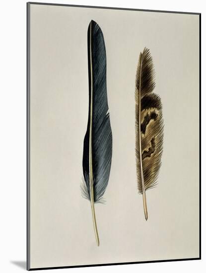 Close-Up of a Cinereous Vulture's Feather with an Owl's Feather-null-Mounted Giclee Print