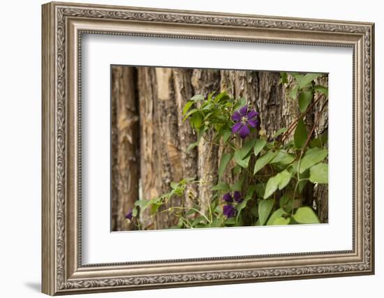 Close Up of a Clematis Flower, Santa Fe, New Mexico. USA-Julien McRoberts-Framed Photographic Print