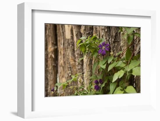 Close Up of a Clematis Flower, Santa Fe, New Mexico. USA-Julien McRoberts-Framed Photographic Print