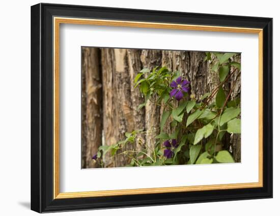 Close Up of a Clematis Flower, Santa Fe, New Mexico. USA-Julien McRoberts-Framed Photographic Print
