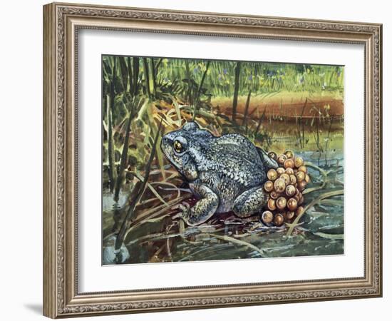 Close-Up of a Colorado River Toad Producing Eggs (Bufo Alvarius)-null-Framed Giclee Print