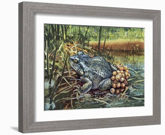 Close-Up of a Colorado River Toad Producing Eggs (Bufo Alvarius)-null-Framed Giclee Print
