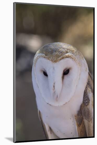 Close Up of a Common Barn Owl (Tyto Alba)-Richard Maschmeyer-Mounted Photographic Print