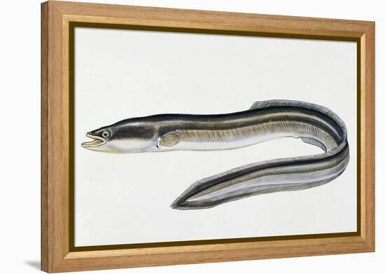 Close-Up of a Common Eel (Anguilla Vulgaris)-null-Framed Premier Image Canvas