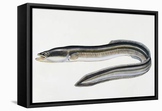 Close-Up of a Common Eel (Anguilla Vulgaris)-null-Framed Premier Image Canvas